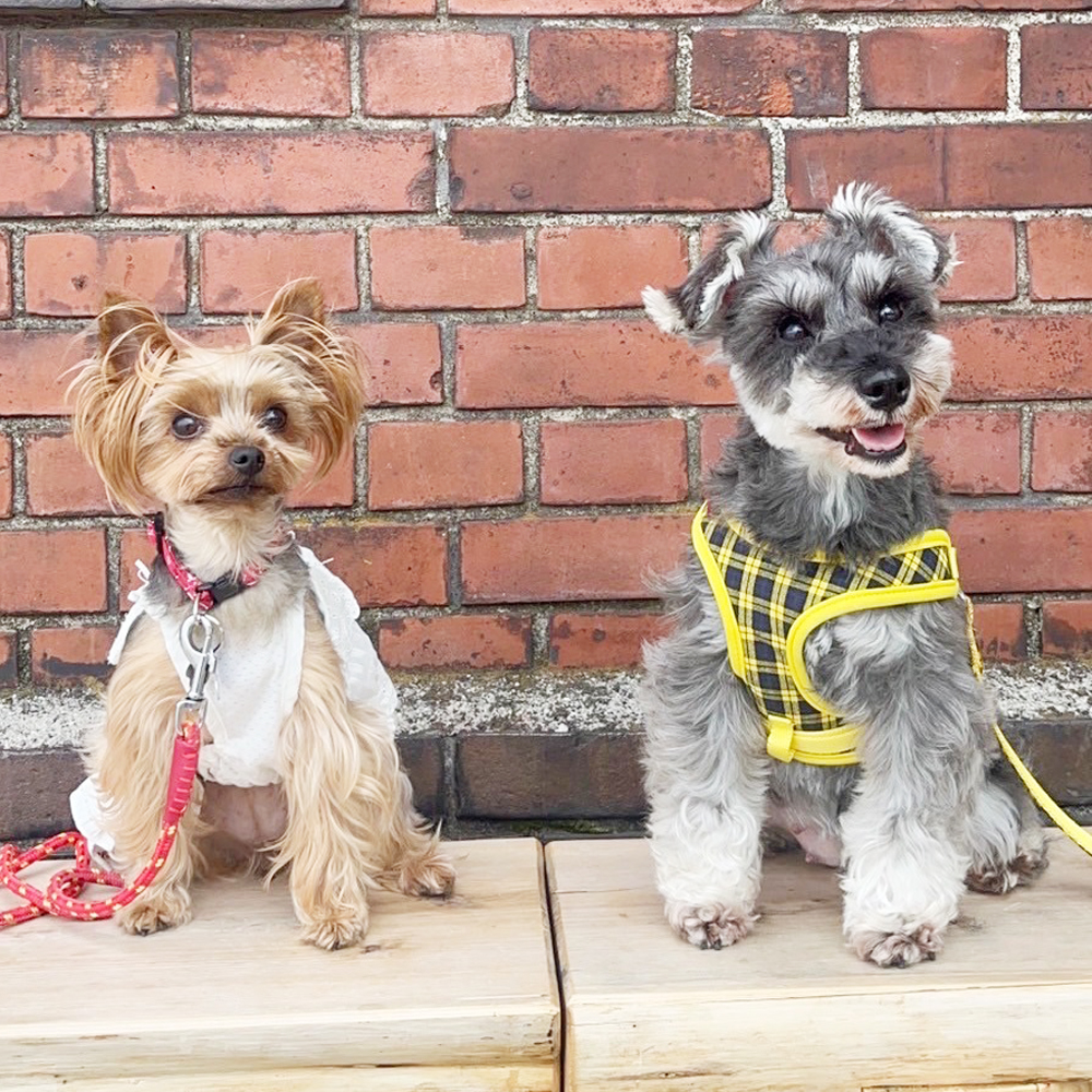 卒業犬のあんなちゃんとシェイクちゃん☆